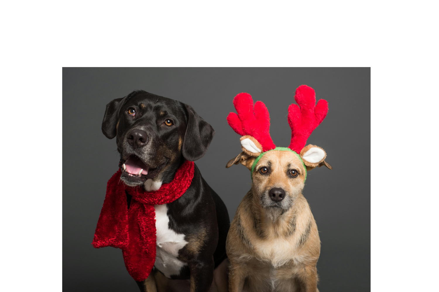 🎄 Gifts for Pets (and Their Humans): The Ultimate Holiday Guide