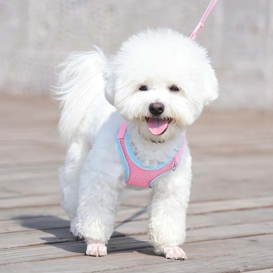 Collars, Leashes & Harnesses