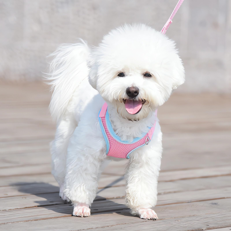 Collars, Leashes & Harnesses
