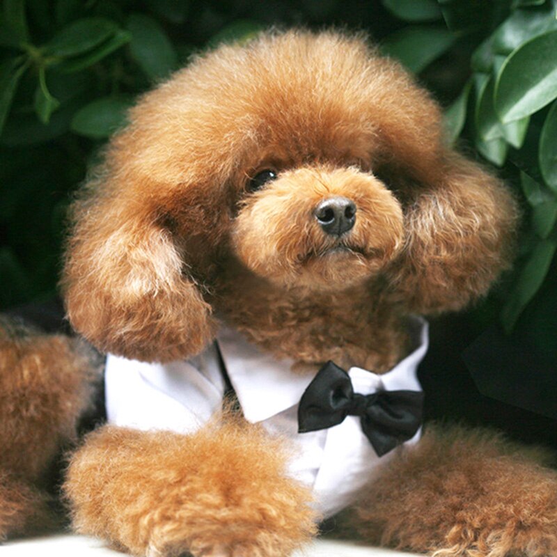 Handsome Stylish Pet Suit with Bow Tie