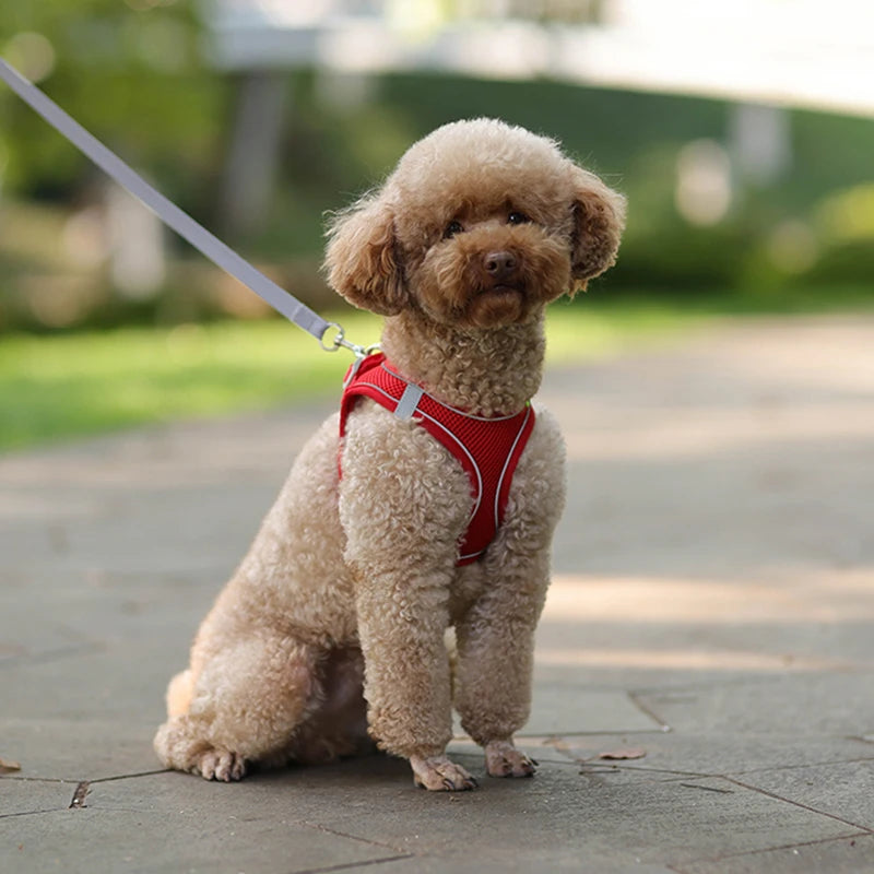 Adjustable Dog & Cat Harness with Leash – Small Breeds