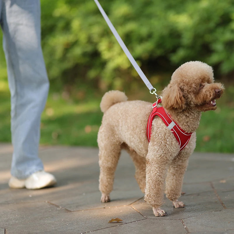 Adjustable Dog & Cat Harness with Leash – Small Breeds