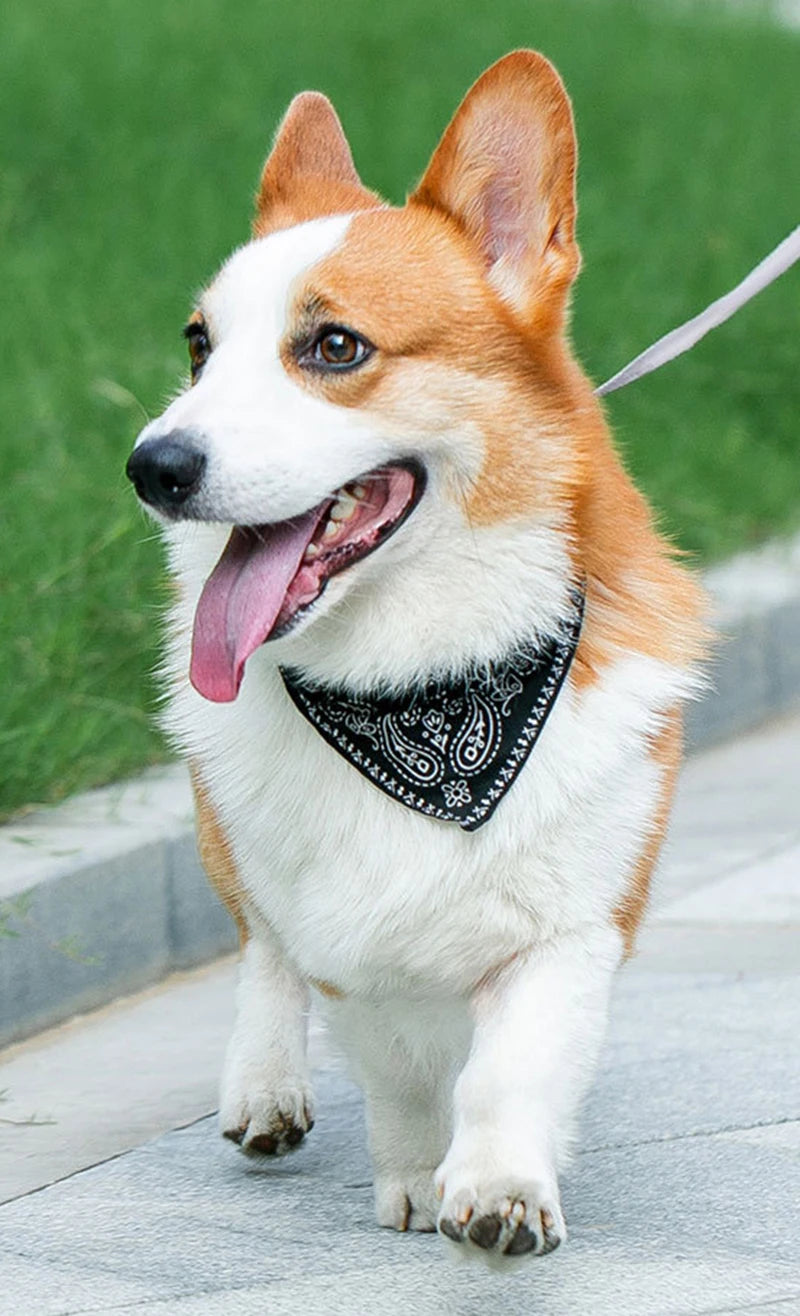 PU Pet Collar with Scarf – Adjustable for Small & Medium Dogs