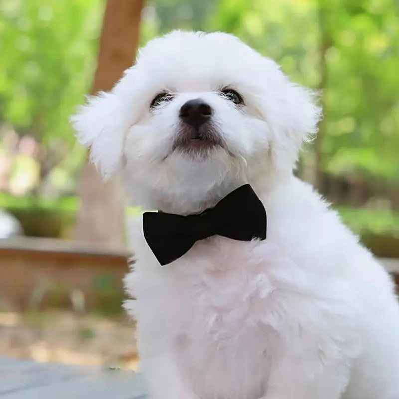 Adjustable Bow Collar with Bell – Solid Color for Puppies & Cats