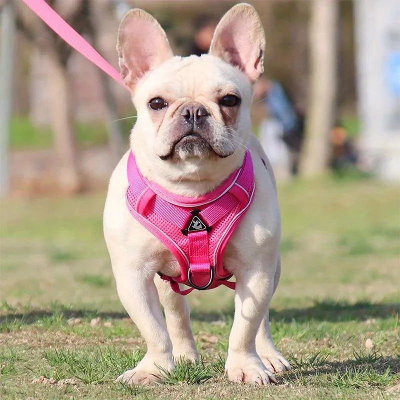 No-Pull Adjustable Dog & Cat Harness with Leash