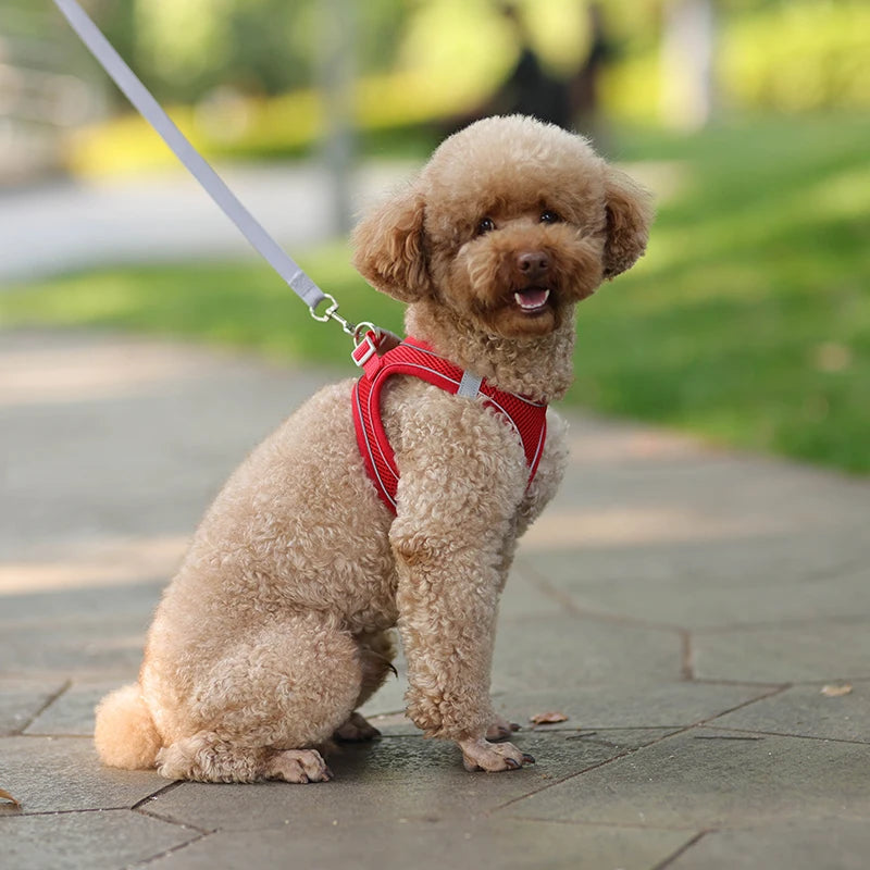 Adjustable Dog & Cat Harness with Leash – Small Breeds