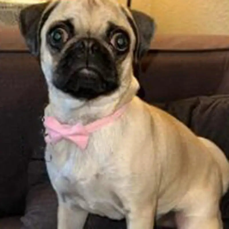 Adjustable Bow Collar with Bell – Solid Color for Puppies & Cats