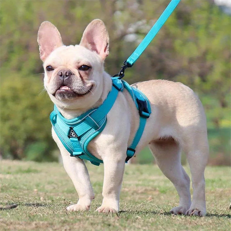 No-Pull Adjustable Dog & Cat Harness with Leash