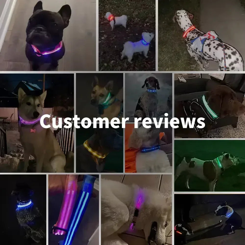 LED Glowing Dog Collar – Adjustable Rechargeable Night Safety Light