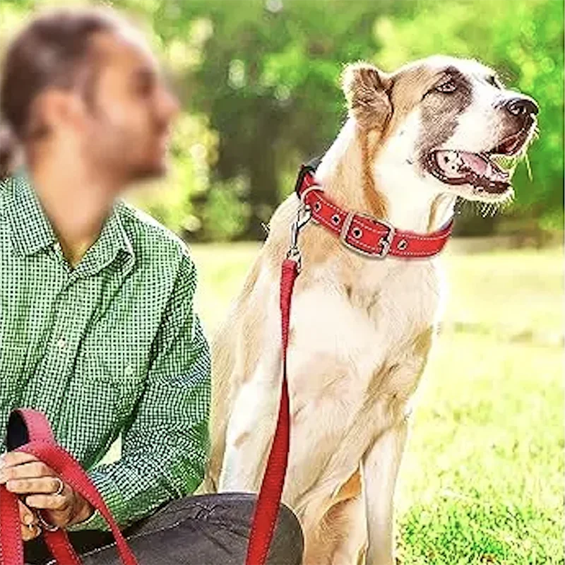 Padded Reflective Dog Collar – Heavy Duty Adjustable
