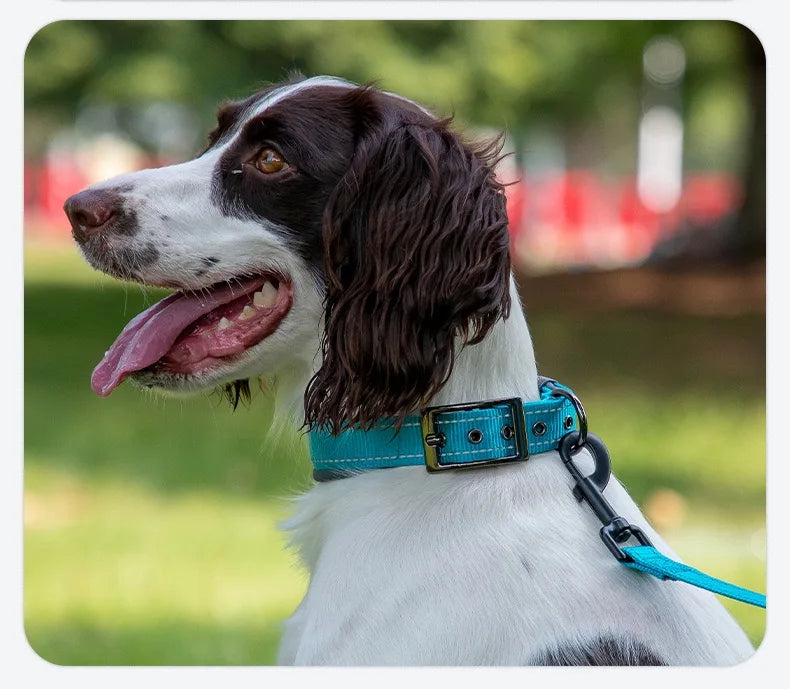 Padded Reflective Dog Collar – Heavy Duty Adjustable