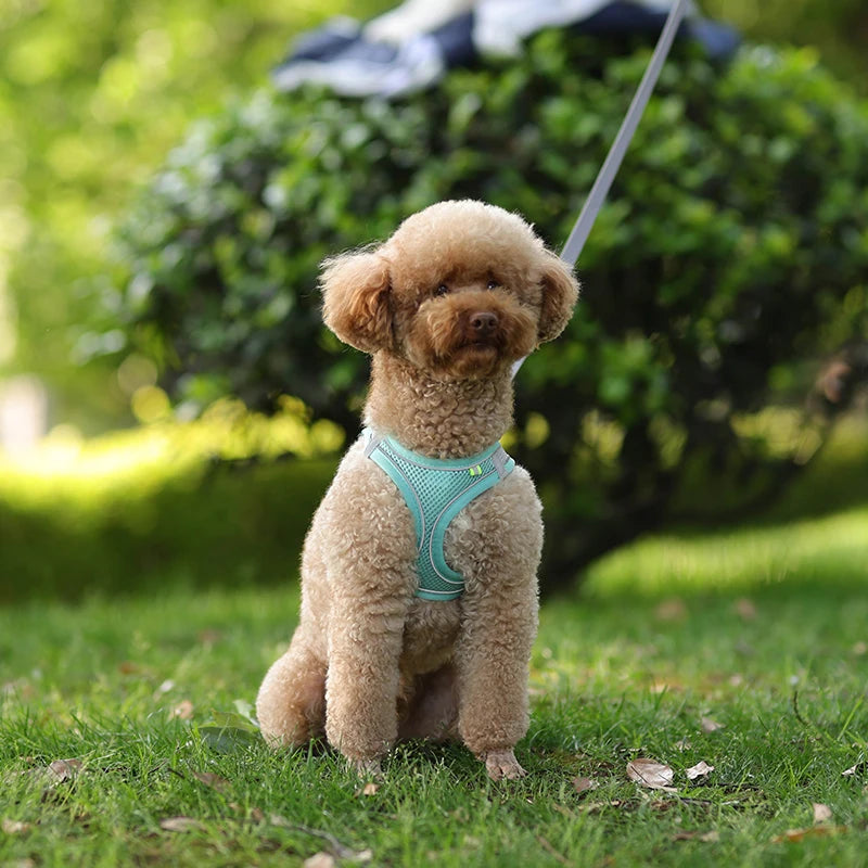 Adjustable Dog & Cat Harness with Leash – Small Breeds