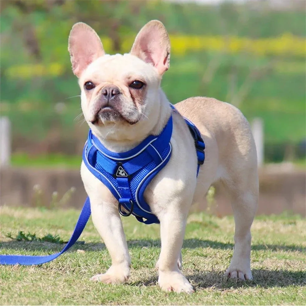 No-Pull Adjustable Dog & Cat Harness with Leash