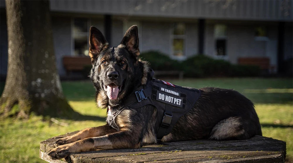 Large Dog Harness & Leash Set – Training Vest for Medium & Large Dogs