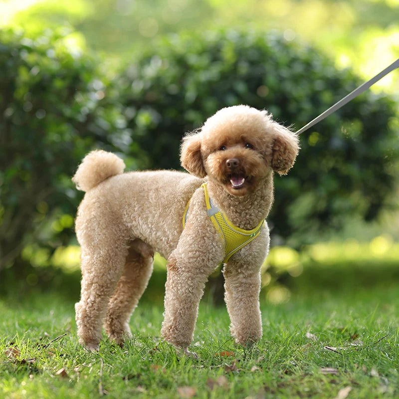 Adjustable Dog & Cat Harness with Leash – Small Breeds