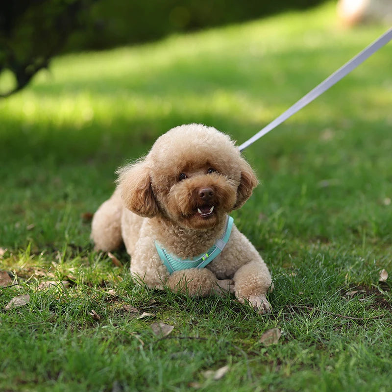 Adjustable Dog & Cat Harness with Leash – Small Breeds