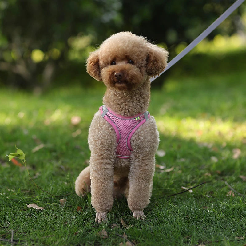 Adjustable Dog & Cat Harness with Leash – Small Breeds