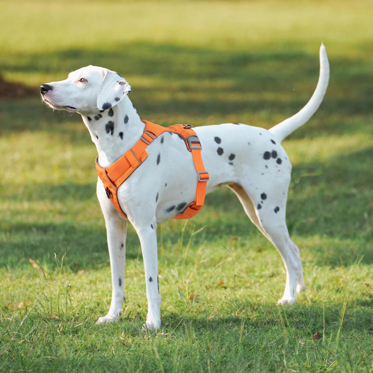 H-Type No-Pull Dog Harness – Adjustable Reflective Vest