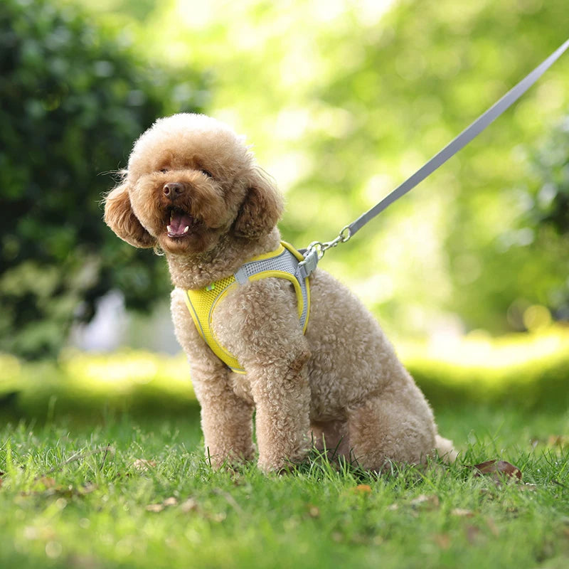 Adjustable Dog & Cat Harness with Leash – Small Breeds