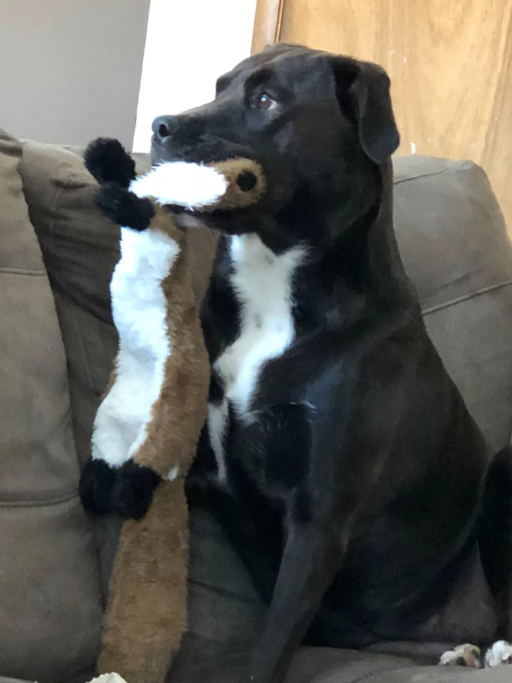 Stuffingless Squeaky Dog Toy – Durable Plush Chew Toy